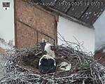 Capi_Dubne_20250519_140503.jpg