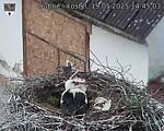 Capi_Dubne_20250519_144503.jpg