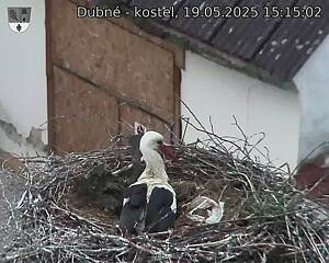 Capi_Dubne_20250519_151502.jpg (1350 x 1080)