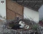Capi_Dubne_20250519_161002.jpg