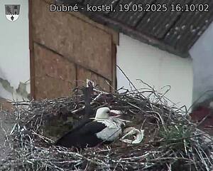 Capi_Dubne_20250519_161002.jpg (1350 x 1080)