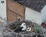 Capi_Dubne_20250519_164503.jpg