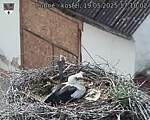 Capi_Dubne_20250519_171002.jpg