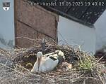 Capi_Dubne_20250519_194002.jpg