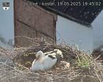 Capi_Dubne_20250519_194502.jpg