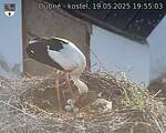 Capi_Dubne_20250519_195503.jpg
