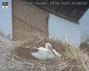 Capi_Dubne_20250519_200002.jpg (1350 x 1080)