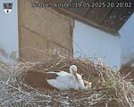 Capi_Dubne_20250519_202002.jpg