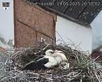 Capi_Dubne_20250519_205002.jpg