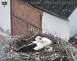Capi_Dubne_20250519_205503.jpg