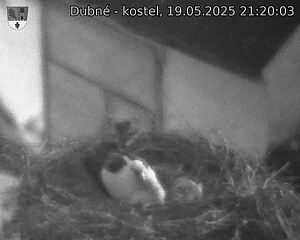 Capi_Dubne_20250519_212003.jpg (1350 x 1080)