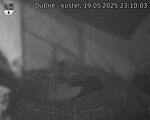 Capi_Dubne_20250519_231003.jpg