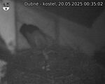 Capi_Dubne_20250520_003502.jpg