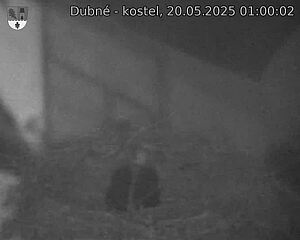 Capi_Dubne_20250520_010002.jpg (1350 x 1080)