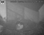 Capi_Dubne_20250520_043003.jpg