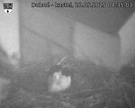 Capi_Dubne_20250520_043503.jpg