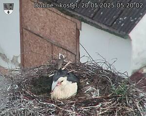 Capi_Dubne_20250520_052003.jpg (1350 x 1080)