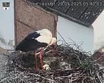 Capi_Dubne_20250520_054003.jpg