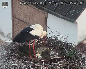 Capi_Dubne_20250520_054003.jpg (1350 x 1080)