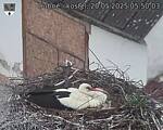 Capi_Dubne_20250520_055004.jpg