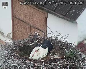 Capi_Dubne_20250520_061503.jpg (1350 x 1080)