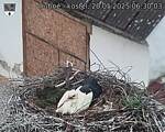 Capi_Dubne_20250520_063003.jpg