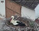 Capi_Dubne_20250520_071504.jpg
