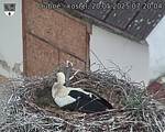 Capi_Dubne_20250520_072004.jpg
