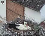 Capi_Dubne_20250520_081503.jpg