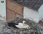 Capi_Dubne_20250520_082002.jpg
