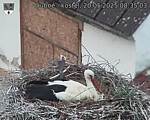 Capi_Dubne_20250520_083503.jpg
