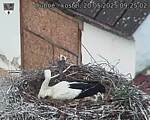 Capi_Dubne_20250520_092502.jpg