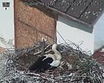 Capi_Dubne_20250520_103002.jpg