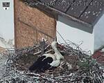 Capi_Dubne_20250520_104002.jpg