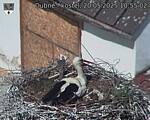 Capi_Dubne_20250520_105502.jpg