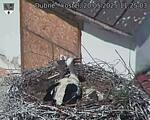 Capi_Dubne_20250520_112503.jpg