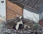 Capi_Dubne_20250520_113002.jpg