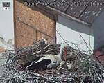 Capi_Dubne_20250520_121004.jpg