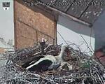 Capi_Dubne_20250520_123503.jpg