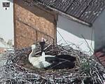 Capi_Dubne_20250520_133003.jpg