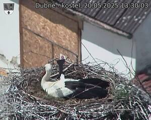 Capi_Dubne_20250520_133003.jpg (1350 x 1080)