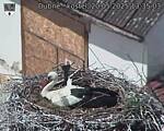 Capi_Dubne_20250520_133503.jpg