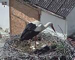 Capi_Dubne_20250520_142002.jpg