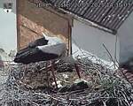 Capi_Dubne_20250520_143003.jpg