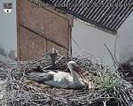 Capi_Dubne_20250520_162003.jpg