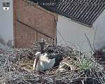 Capi_Dubne_20250520_165003.jpg