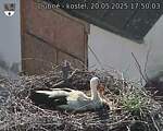 Capi_Dubne_20250520_175003.jpg