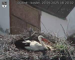 Capi_Dubne_20250520_182002.jpg (1350 x 1080)