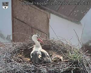 Capi_Dubne_20250520_192003.jpg (1350 x 1080)