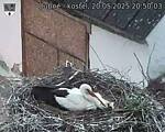 Capi_Dubne_20250520_205003.jpg